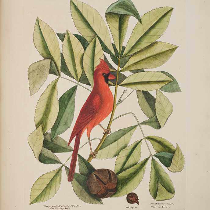 Illustration of a cardinal.