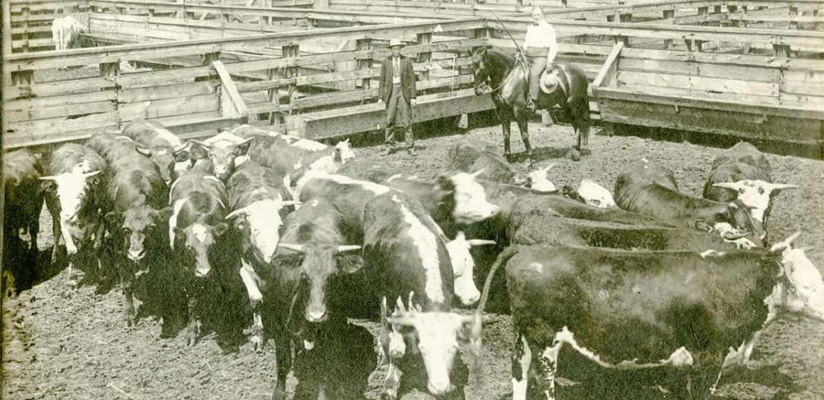 Sepia tone image of two men working in a cattle stockyard.